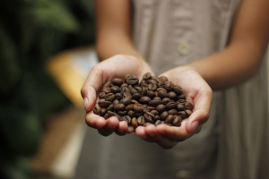 Dia do Café: origem da data relaciona-se com início da colheita